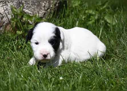 traumhaft hübscher Tibet Terrier Welpen aus erfahrender Zucht  sind geboren dürfen im Juni ausziehen