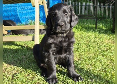 Schwarzer Flat Coated Retriever Rüdenwelpe