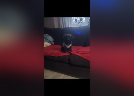 3 Minipudel/Zwergpudelwelprn hypoallergen!