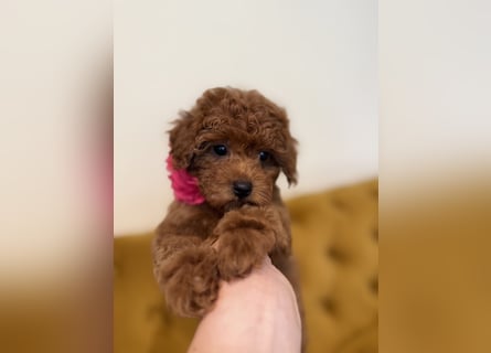 Kleine Toy Pudel rot braun (asiatische Linie)