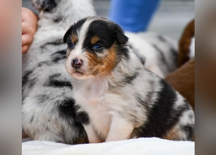 Australian Shepherd Welpen