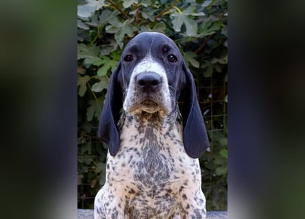 Braque d'Auvergne (Auvergne Vorstehhund) Welpe