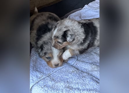BernerSenne/ Australian Shepard