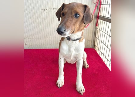 ❤️ PEPE braucht viel Liebe - 2 Jahre, 38cm/7kg - Foxterrier