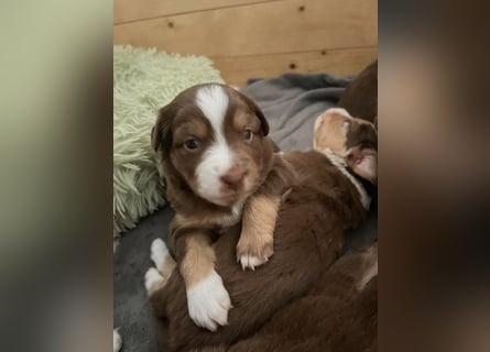 Mini Australien Shepherd Welpen suchen Traumzuhause