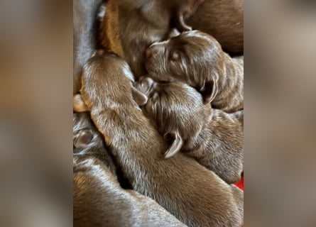 Zwei süße Rüden suchen noch ein Zuhause