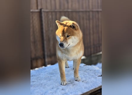 Wunderschöne Shiba Inu Welpen suchen ein liebevolles Zuhause!