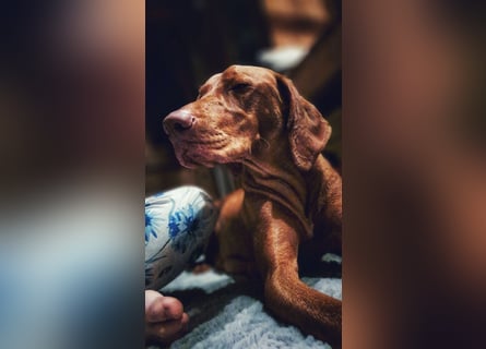 Magyar Vizsla Welpen suchen ab Mitte März ein neues liebevolles Zuhause