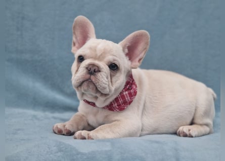 Französische Bulldogge TOP Qualität Platinum Lilac/Tan