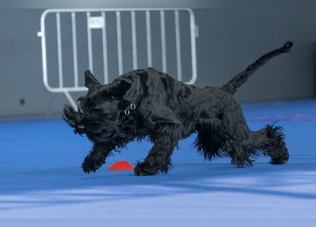Riesenschnauzer Schwarz