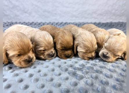 Schöne Cockapoo-Welpen