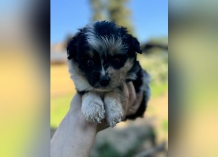 Einzigartige Mini Aussies