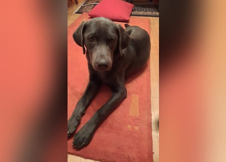 Labradorrüde, 7 Monate