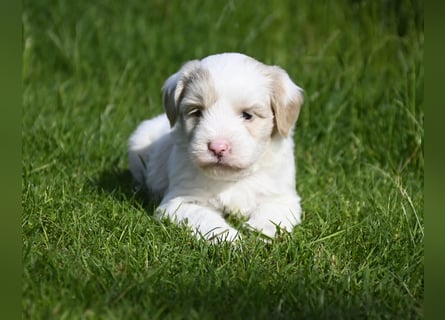 traumhaft hübscher Tibet Terrier Welpen aus erfahrender Zucht  sind geboren dürfen im Juni ausziehen