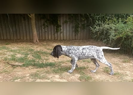 Braque d'Auvergne (Auvergne Vorstehhund) Welpe