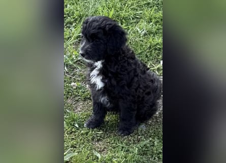 Labradoodle