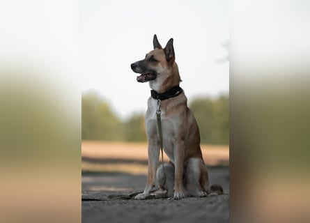 Mica – Abenteurer mit Herz sucht erfahrenes Zuhause