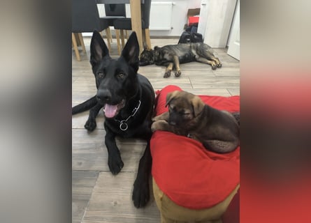 Deutsche Schäfer Hunde Welpen Rassen Hunde