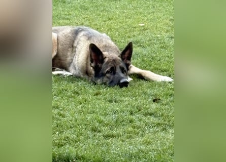1 Schweitzer Deutscher Schäferhund DDR Linie sucht seinen Herzmenschen