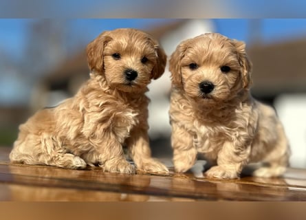 Rarität. Echte Teddybär Maltipoo Welpen in tollem Apricot abzugeben. Malteser/Pudel