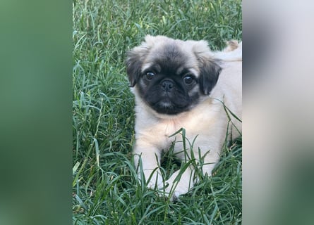 Mops Welpen  ( Altdeutsche )