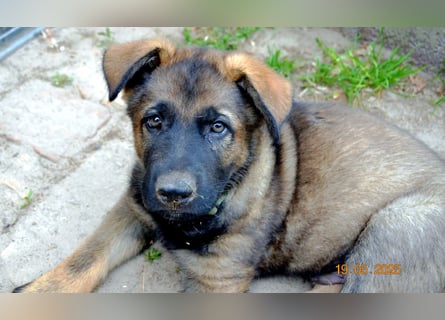 Dunkelgraue Schäferhunde aus Kör-u.Leistungzucht