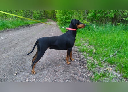 Deutscher Pinscher Welpen aus dem Haus ,,Cava Land" FCI Zucht
