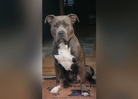 American Bully Standard Blue Line