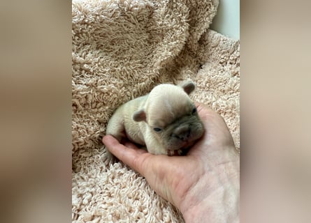 Gesunde Sportliche Französische Bulldoggen aus Familienzucht!