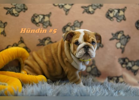 Wunderschöne & Freiatmende Englische Bulldogge Babys