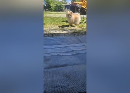 Pomeranian Spitz
