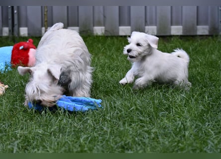 Welpen weiß Zwergschnauzer Rüde