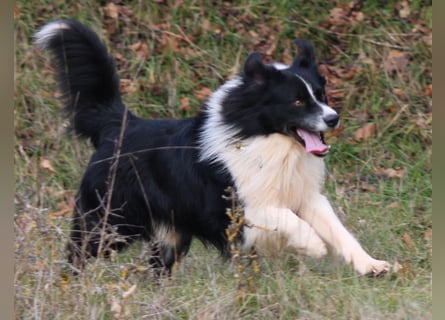 Australian Shepherd Welpe (reinrassig)