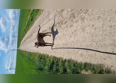 Weimaranermischling