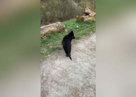 Altdeutscher Schäferhundwelpe