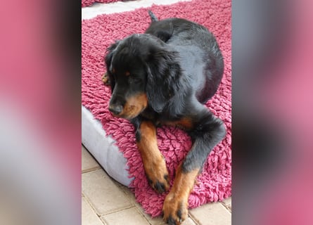 Die liebenswerte anschmiegsame Sheila sucht Lebenspartner