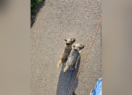 Lustige Kobolde / Cairn Terrier suchen ein Zuhause