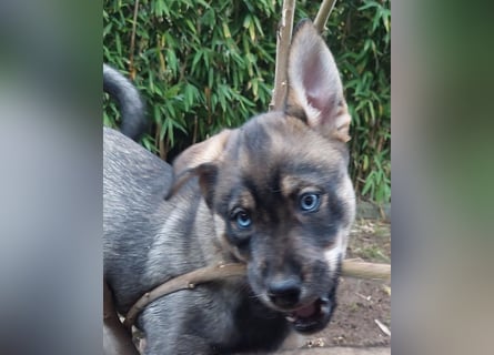 Siberian Husky mix.Welpe Hündin 10 Wochen # Rottsky # abgabebereit