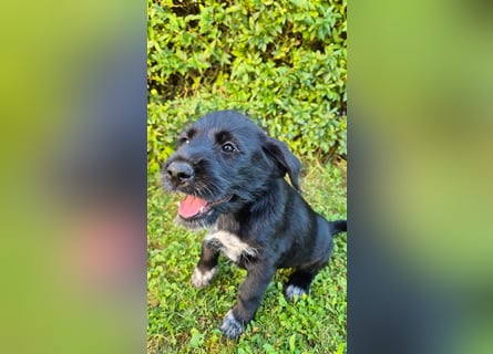 Labrador Akita