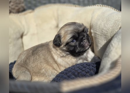 Mops Welpen  ( Altdeutsche )