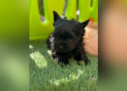 Yorkshire terrier schwarz mädchen