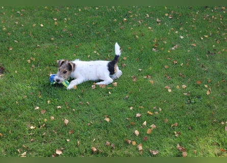 Foxterrier Rüde 3 Monate.