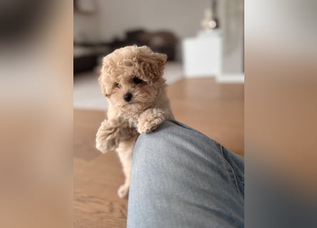 Maltipoo Pudel Malteser