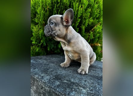 2 wunderschöne Welpen -Blue(grau) und fawn -Mädels