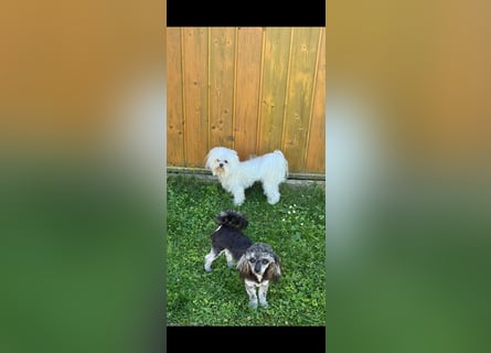 Maltipoo in zauberhaften Farben