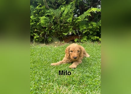 Aussiedoodle / Aussiepoo  F1b