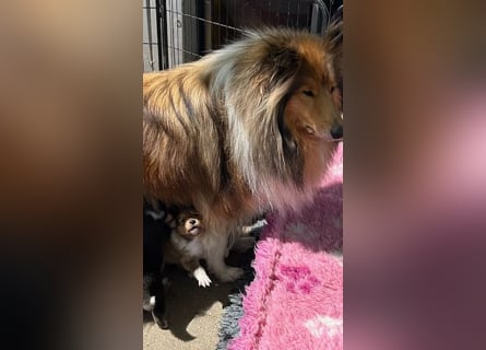 Wundervolle Collie-Welpen aus liebevoller VDH-Zucht suchen ein liebevolles Zuhause