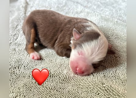 Mini/Miniature Australian Shepherd Welpen mit Papiere