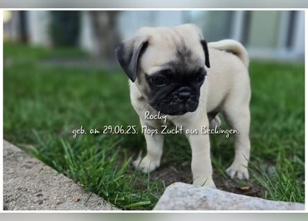 Mops Welpen