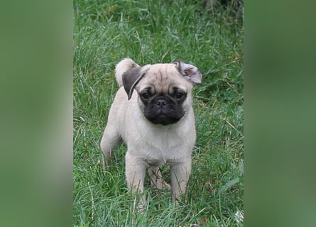 Mops 2.0 Welpen, Rüde, 13 Wochen, Ahnentafel CfdM / VDH / FCI